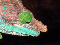 ����� �����, ��� 